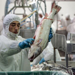A worker at a Chilean salmon-processing plant