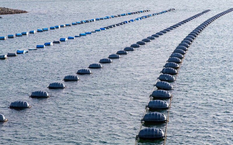 Mollusk farming near Bruinisse, Netherlands