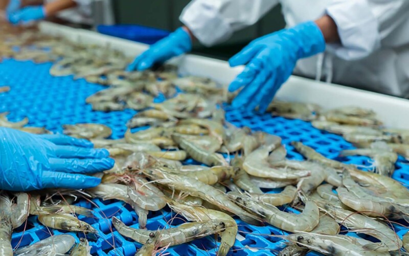 Workers sorting shrimp on a processing assembly line