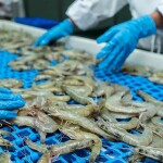 Workers sorting shrimp on a processing assembly line