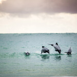 Hector's dolphins