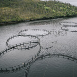 Abandoned sea cages