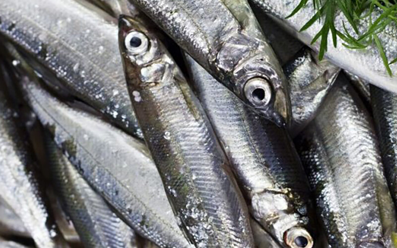 A pile of anchovies