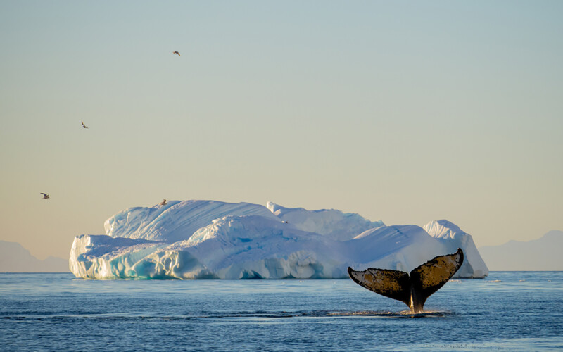 A whale near Antarctica