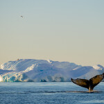 A whale near Antarctica