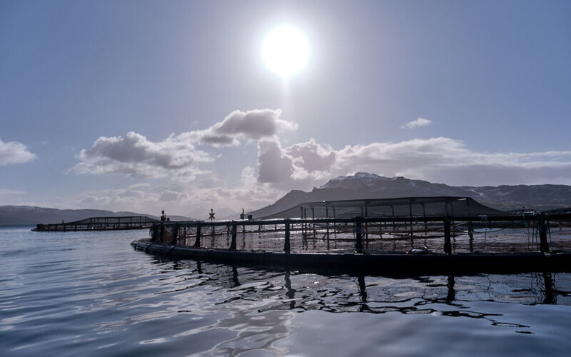A Scotland-based salmon farm