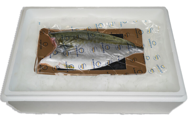 Yellowtail kingfish