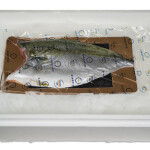 Yellowtail kingfish