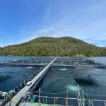 A salmon farm in British Columbia, Canada