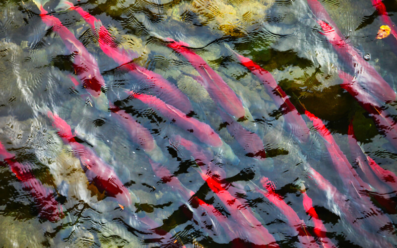Sockeye salmon swimming in British Columbia