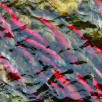 Sockeye salmon swimming in British Columbia
