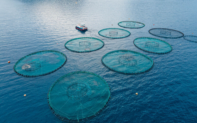 Offshore aquaculture nets