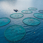 Offshore aquaculture nets