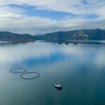 A boat towing New Zealand King Salmon's pilot Blue Endeavor project out to sea
