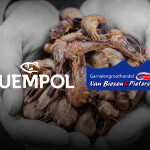 Logos for Suempol and Van Biesen & Pieters superimposed on hands holding shrimp