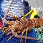 A spiny lobster in Florida