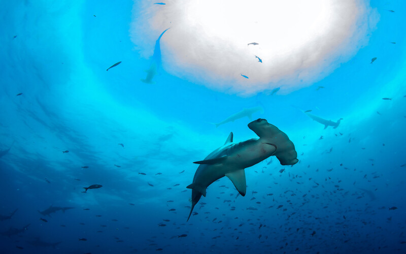 Hammerhead shark