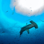 Hammerhead shark