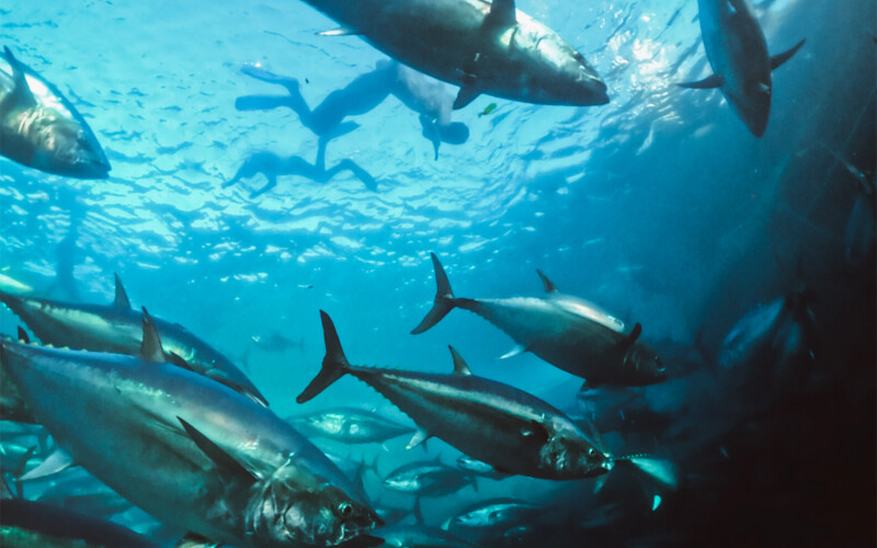 Baja Aqua Farms-reared bluefin