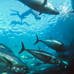 Baja Aqua Farms-reared bluefin