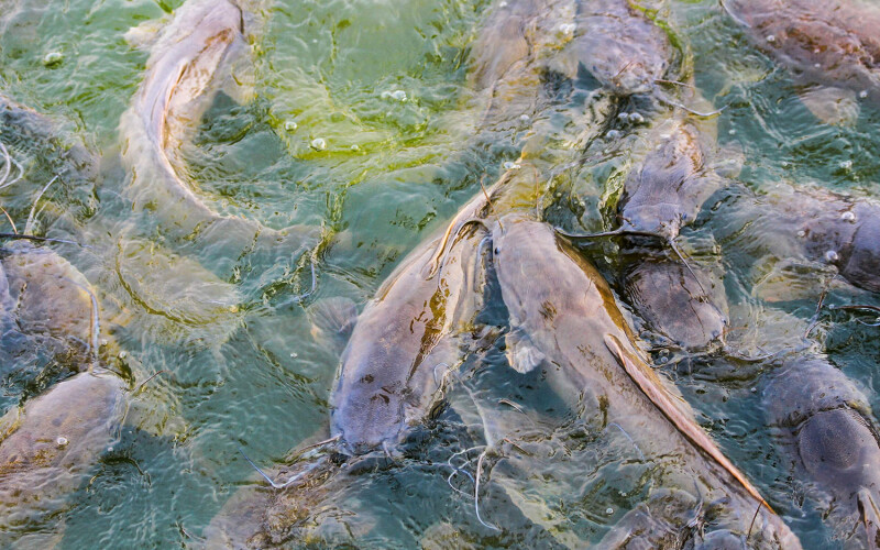 Catfish swimming in a tank