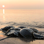 Horseshoe crabs on the beach