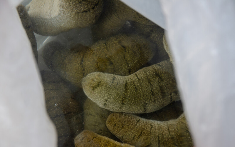 The Holothurian scabra species of sea cucumber, which is commonly found off the waters of Oman