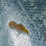 sea lice