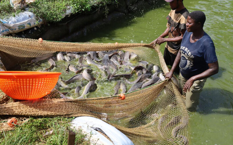 Nigerian farmers in a catfish pond