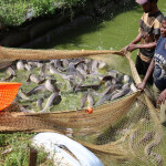 Nigerian farmers in a catfish pond