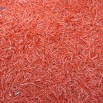 A hopper filled with recently caught Oregon pink shrimp
