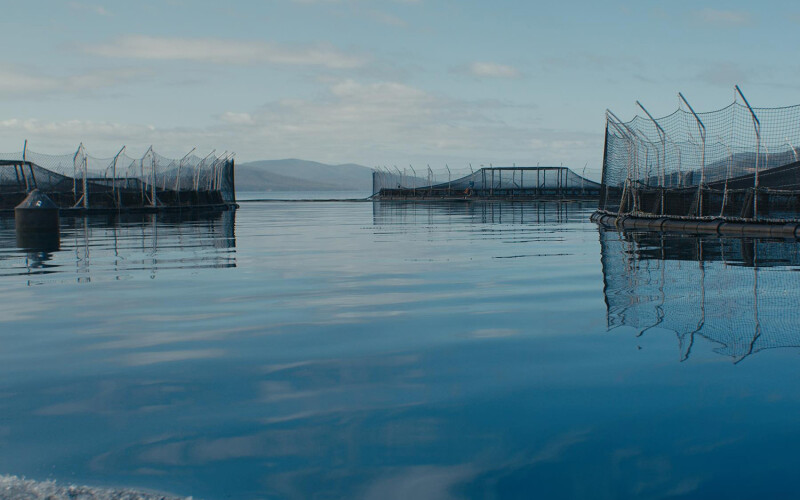 A Tassal salmon farm in Tasmania