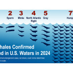 NOAA graphic of whale entanglements