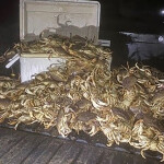 Dungeness crab