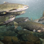 salmon