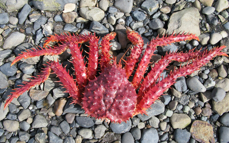 King crab caught off the coast of Chile