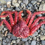 King crab caught off the coast of Chile