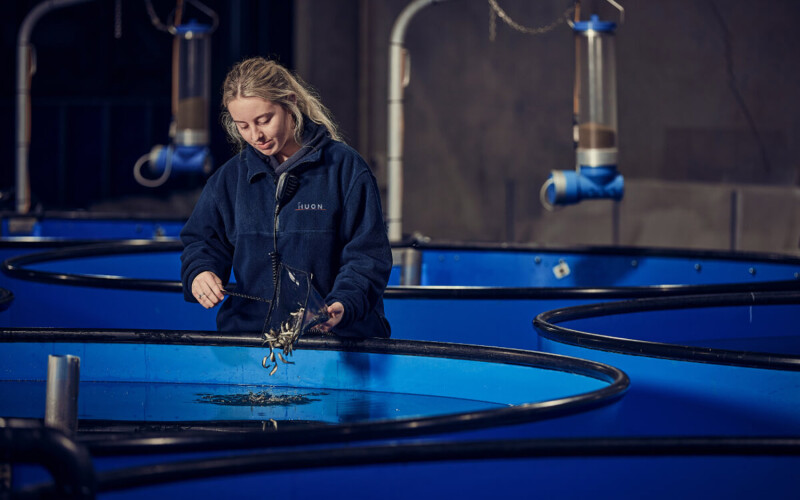 A Huon Aquaculture employee working in one of the company's salmon hatcheries