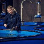 A Huon Aquaculture employee working in one of the company's salmon hatcheries