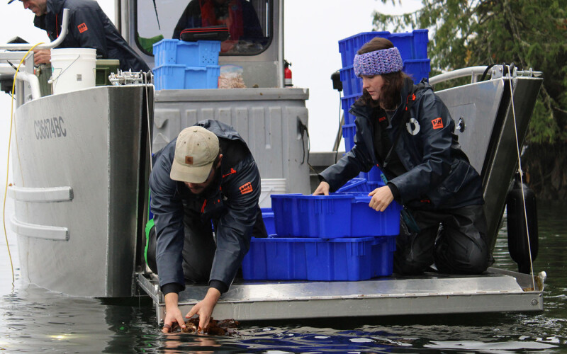 People planting kelp from a boat