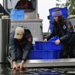 People planting kelp from a boat
