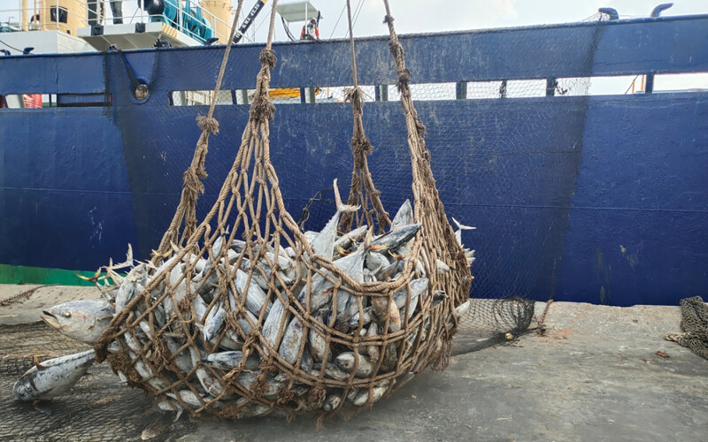 Tuna being unloaded from a vessel in Bangkok, Thailand