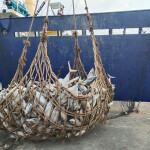 Tuna being unloaded from a vessel in Bangkok, Thailand