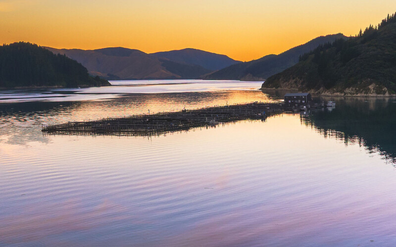 A New Zealand King Salmon net pen operation