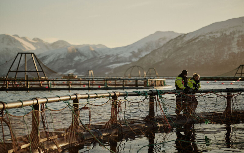 An Atlantic cod farm operated by Ode in Norway