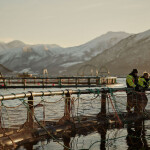 An Atlantic cod farm operated by Ode in Norway