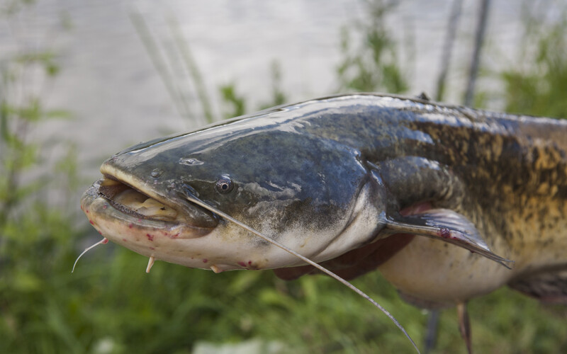 A catfish
