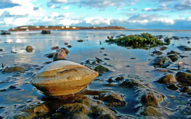 A hardshell clam
