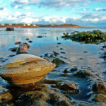 A hardshell clam