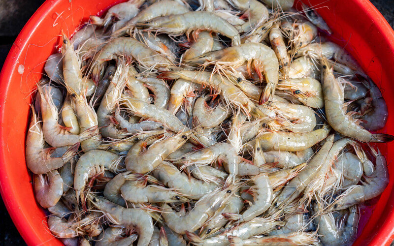 Shrimp in India